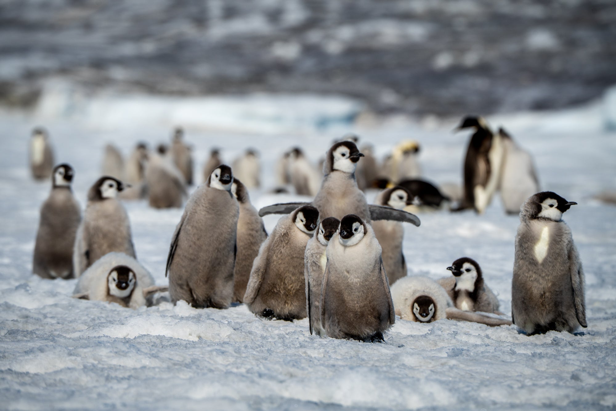Snow Hill emperor penguins seen on a cruise of Antarctica with Swan Hellenic