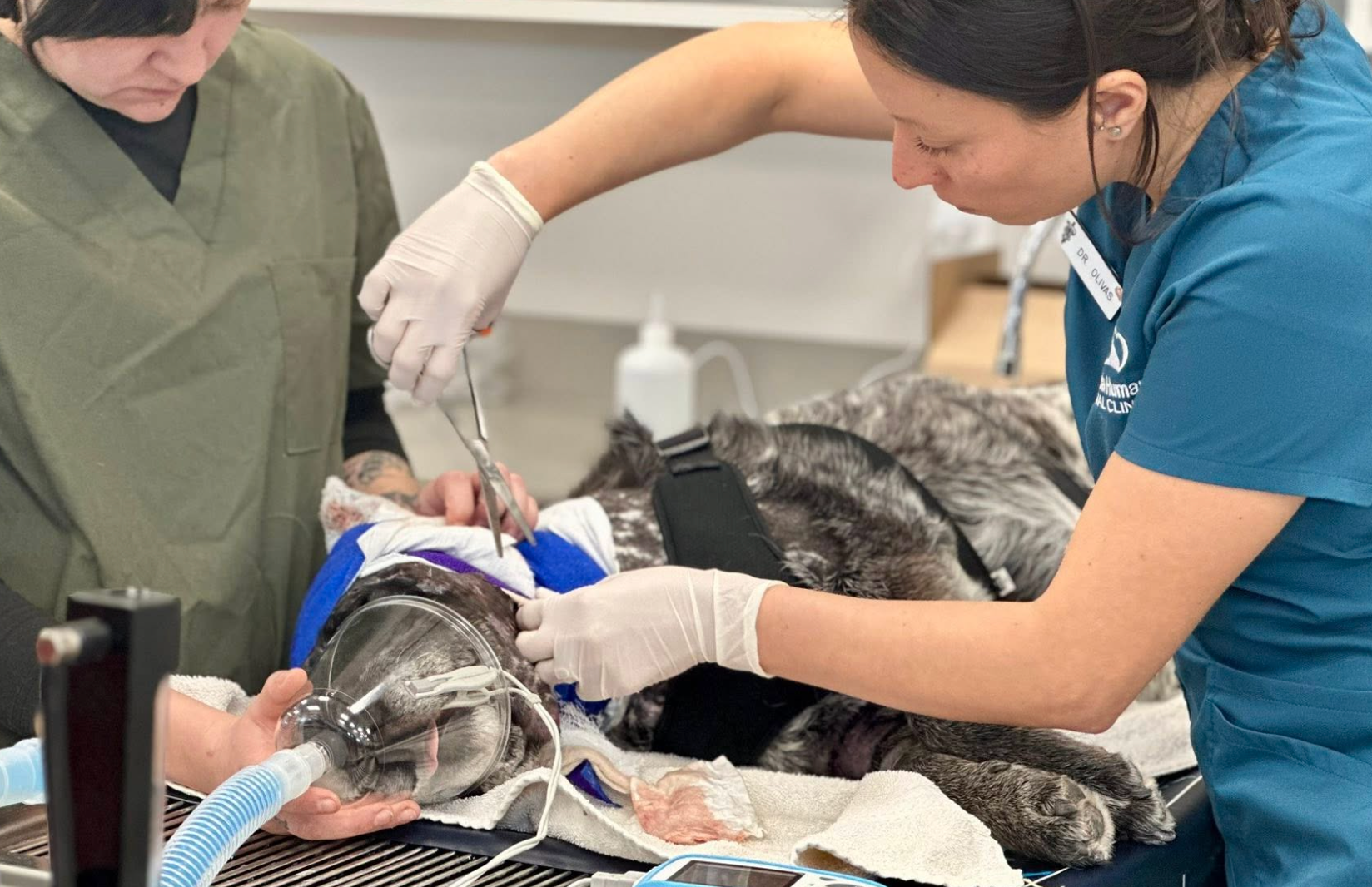 Honey, who has now earned the title of ‘bear slayer,’ was treated for ‘catastrophic’ injuries following the brutal run-in in early March