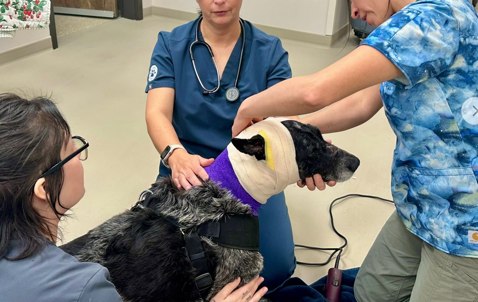 Española Humane, the nonprofit shelter that treated Honey at its urgent care unit, said her injuries were noticeable even from a distance