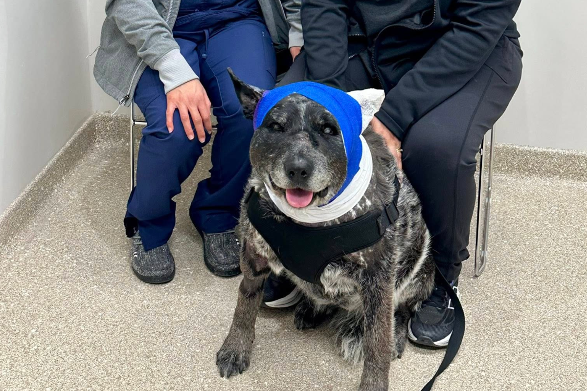 Half-blind, elderly dog risks her life fending off bear that broke into New Mexico home: ‘Our little savior’ – UK Times Half-blind, elderly dog risks her life fending off bear that broke into New Mexico home: ‘Our little savior’ – UK Times