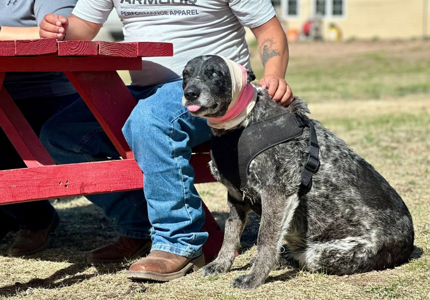 No chickens were harmed by the bear, nor were two horses also kept by the family. Despite her life-threatening wounds, Honey is now recovering