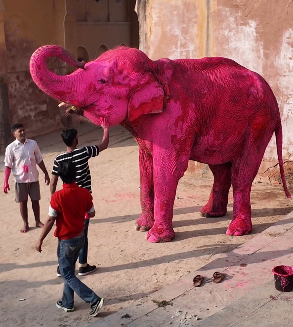 Elephant painted bright pink for photoshoot triggers outrage in India