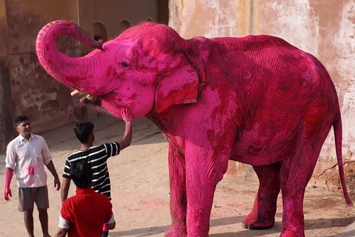 News 16 Elephant painted bright pink for photoshoot triggers outrage in India