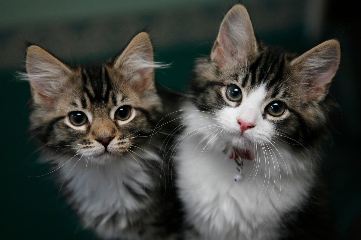 Pet scam warning from major bank after surge in reports Pet scam warning from major bank after surge in reports