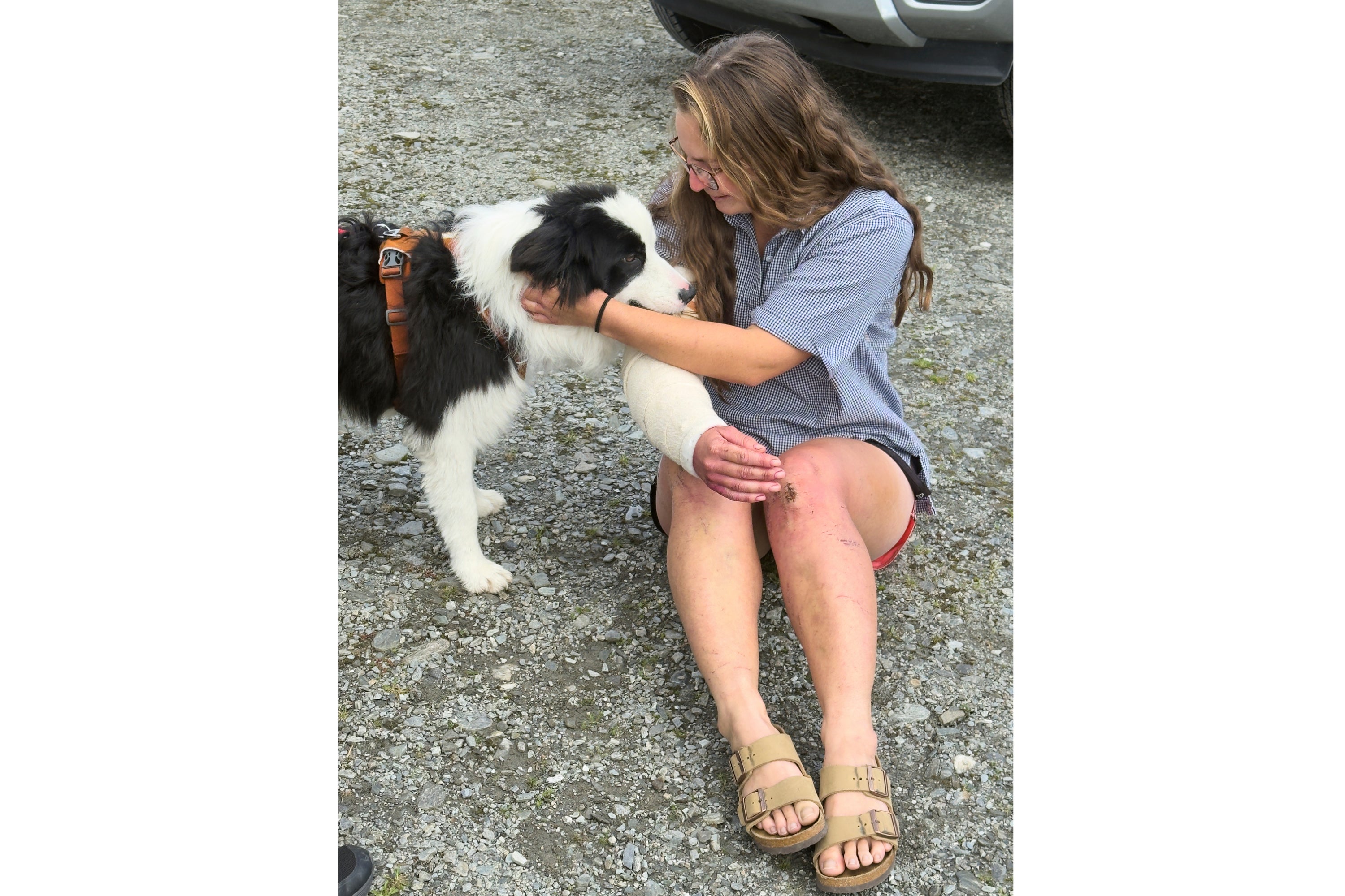 Lost dog found alive one week after owner’s hiking accident | The ...