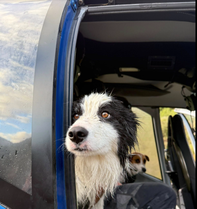 Molly the border collie found in New Zealand&rsquo;s remote backcountry a week after owner&rsquo;s hiking accident