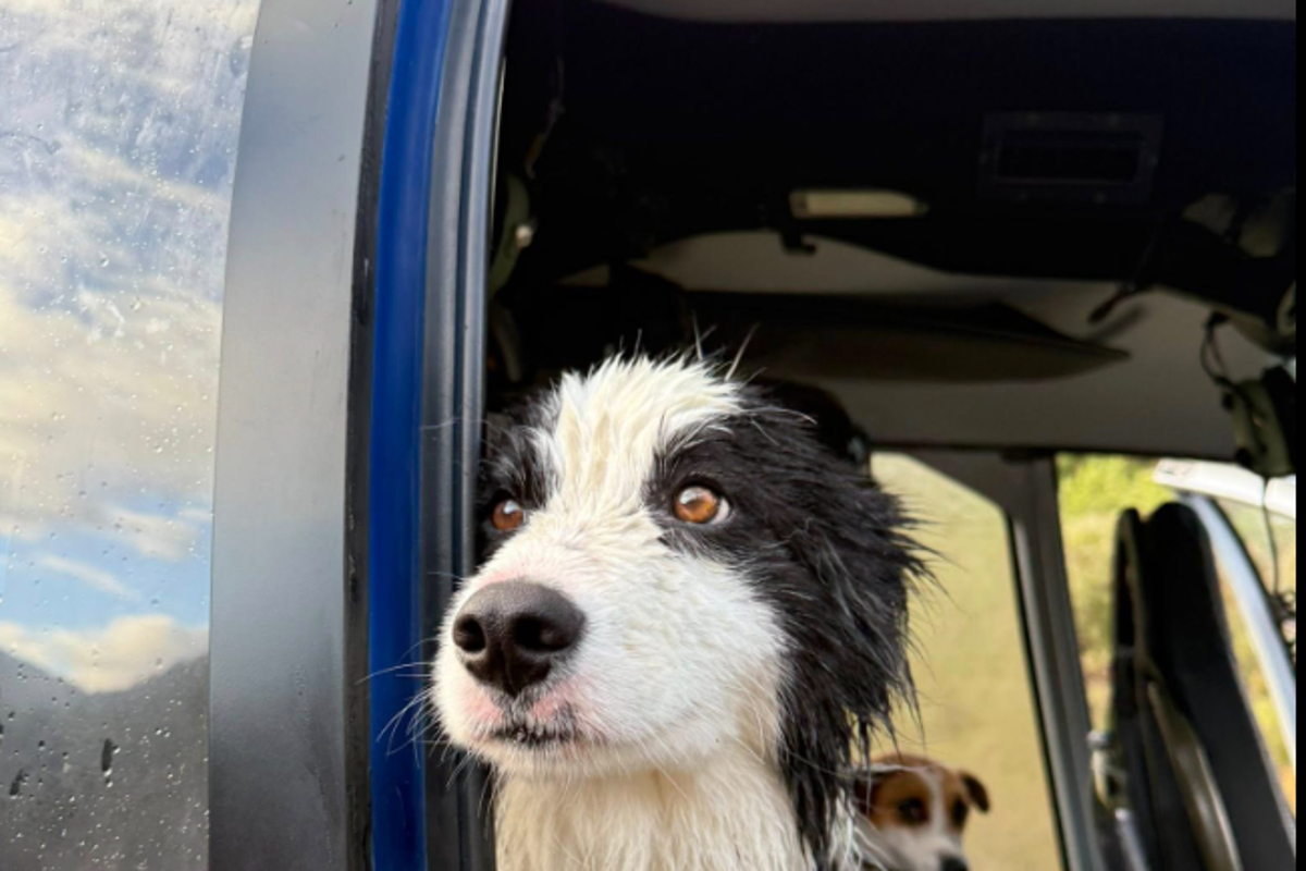 Molly the border collie found in New Zealand’s remote backcountry a week after owner’s hiking accident Molly the border collie found in New Zealand’s remote backcountry a week after owner’s hiking accident