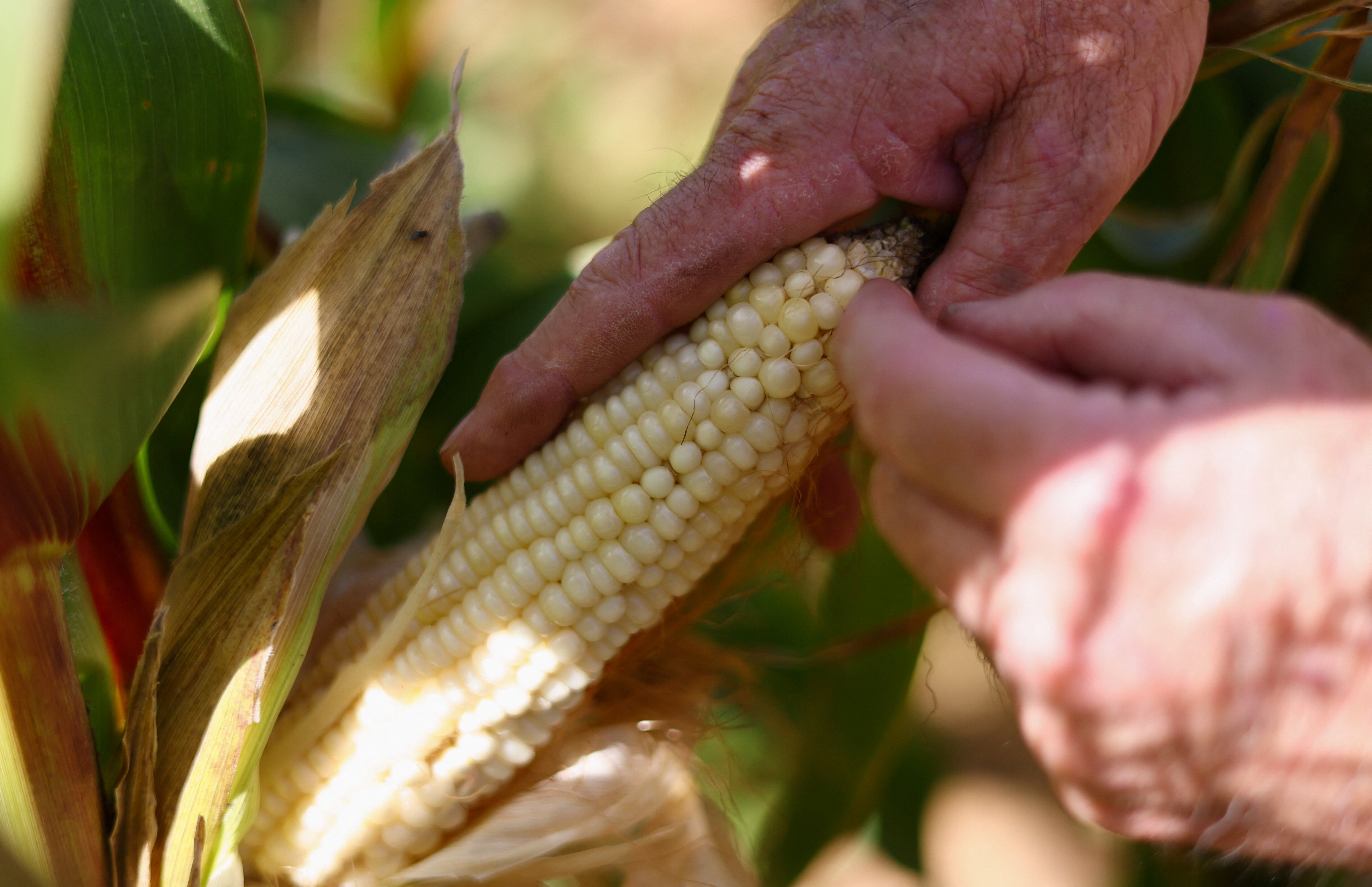 South African farmer Derek Mathews inspects a cob of maize on a commercial farm ahead of the harvest