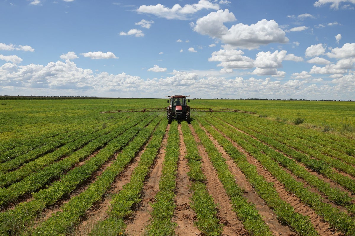 South African farmers left counting the costs of Iran war ahead of harvest South African farmers left counting the costs of Iran war ahead of harvest
