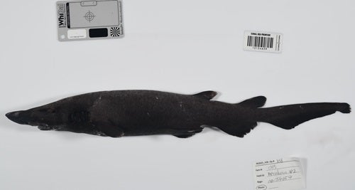 New deep-water catshark species