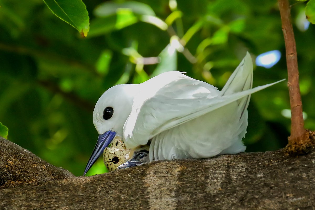 How a seabird native to Hawaii has adapted to life in Honolulu's concrete jungle