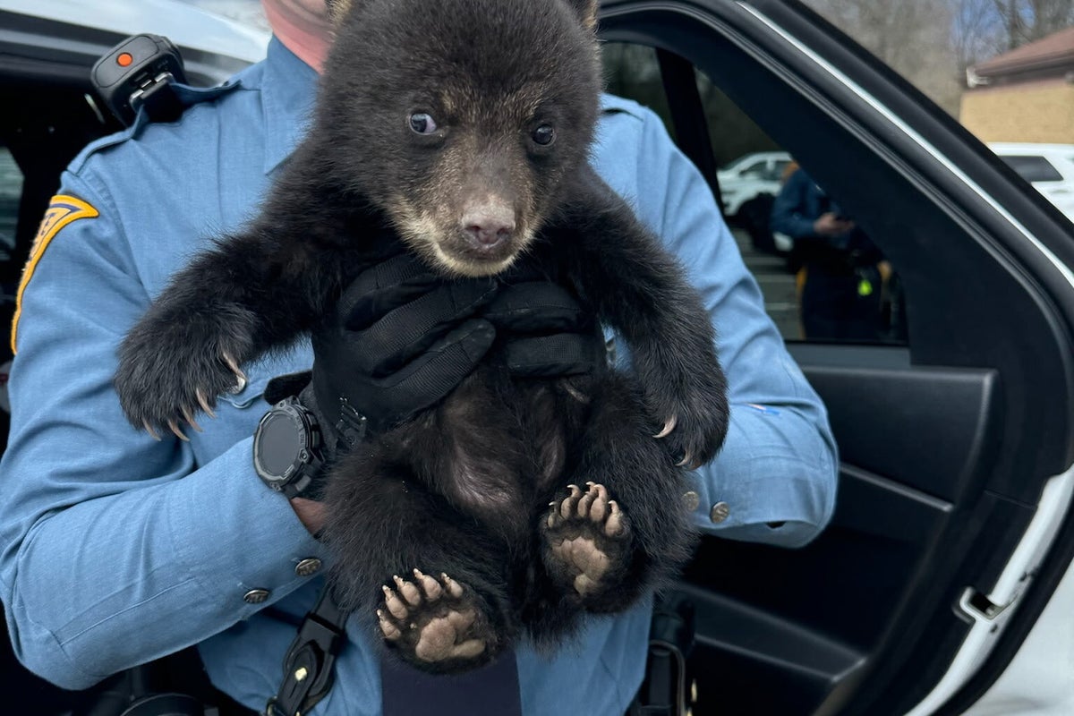 New Jersey state troopers rescue bear cub from highway ditch – UK Times