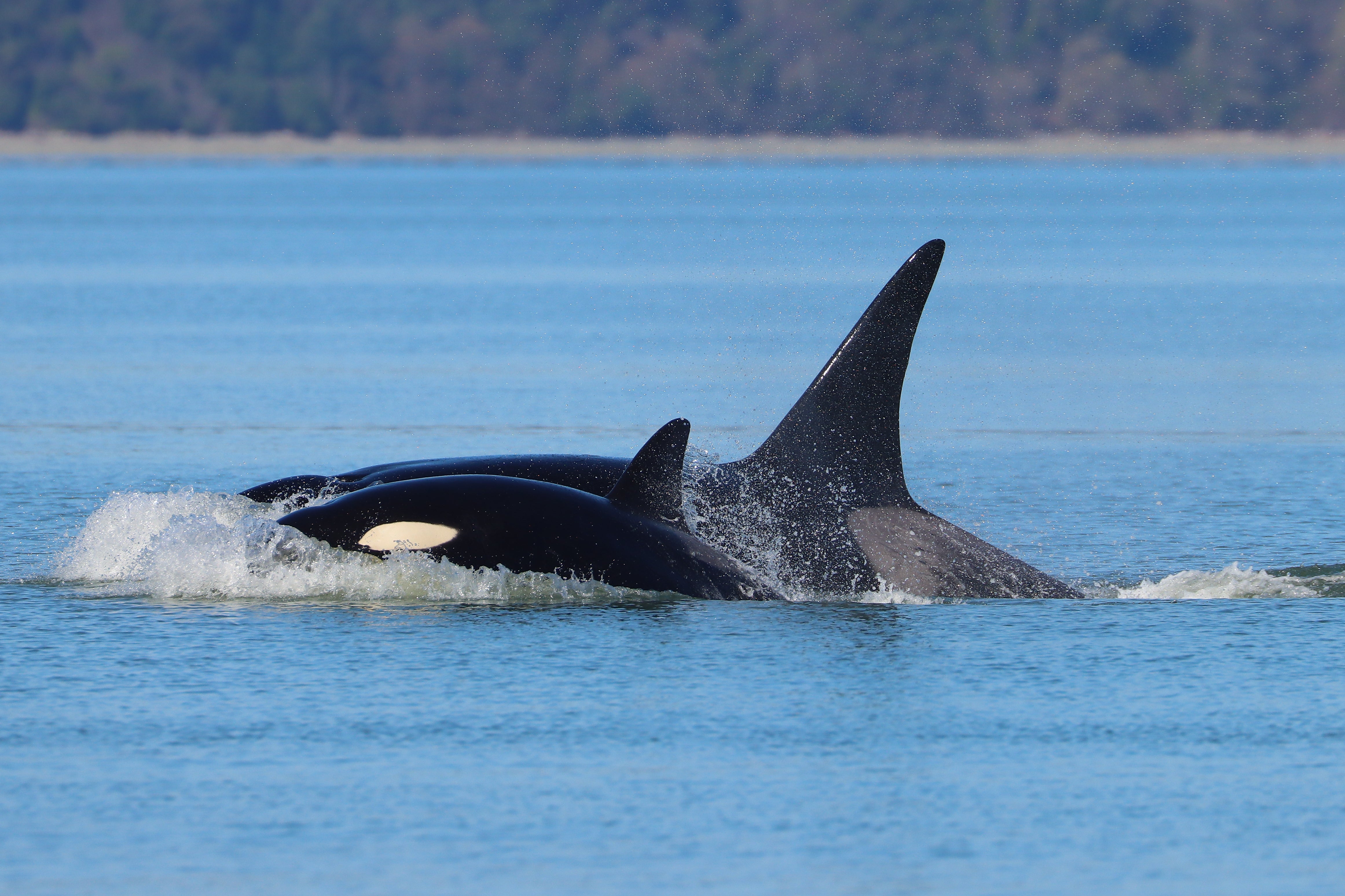 In this photo provided by Hongmin Zheng, two orcas that are part of a pod not previously seen in the Seattle area swim off Dash Point, Washington, March 26, 2026. (Hongmin Zheng via AP)(Hongmin Zheng)