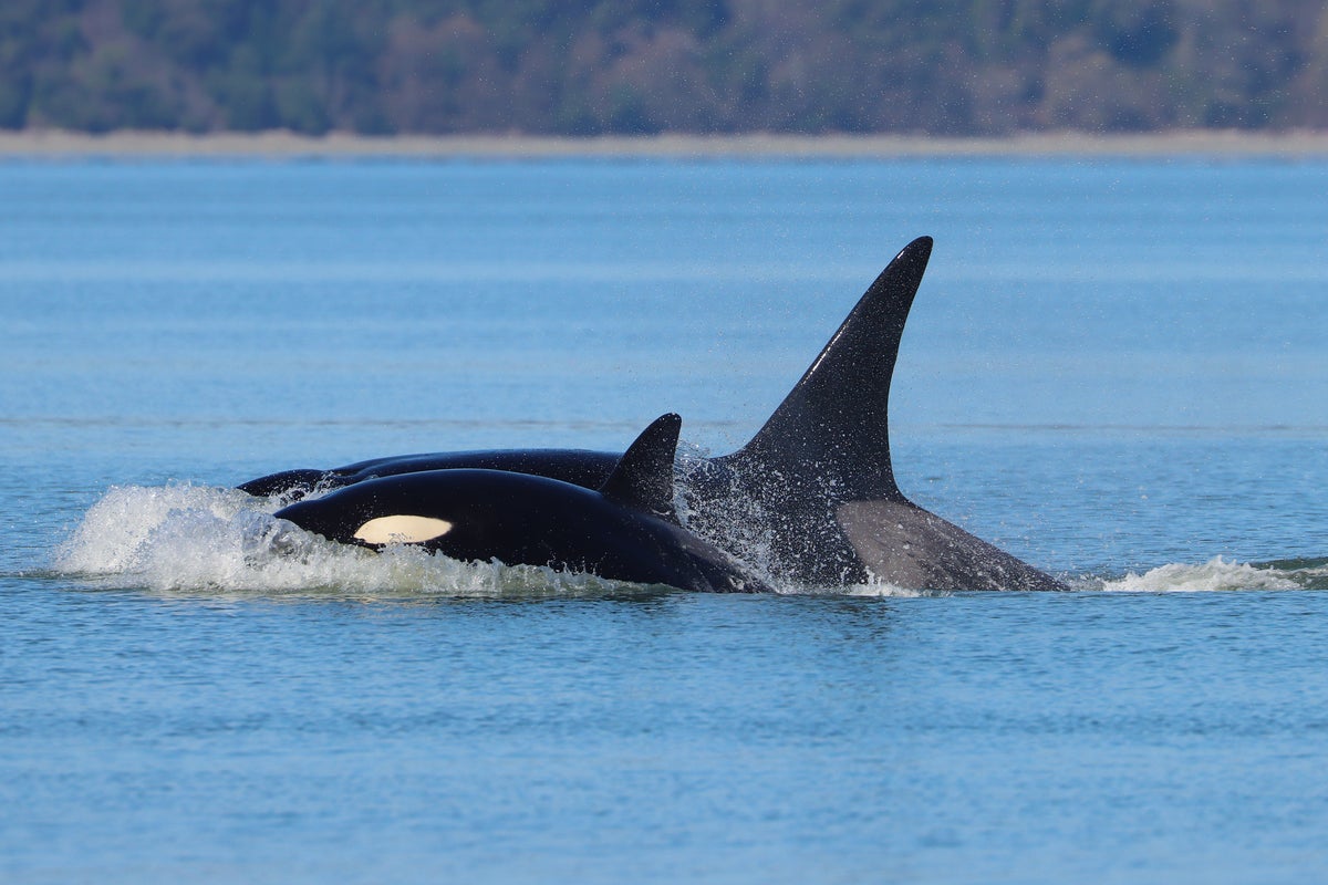 Whale watchers delighted as never seen before orcas arrive in Seattle