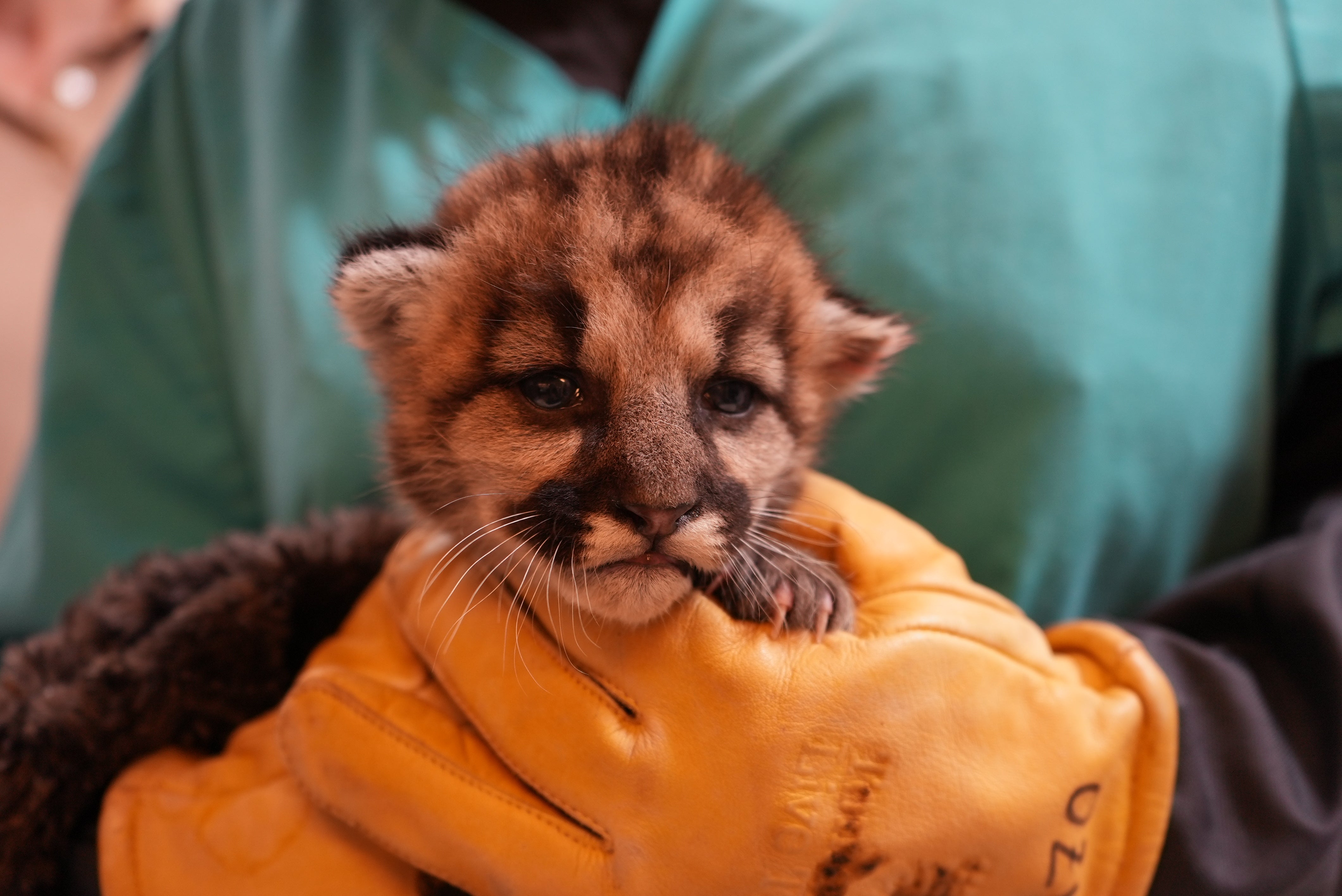 The three-week-old male cub, named Crimson, was rescued in Southern California last week after his mother abandoned him