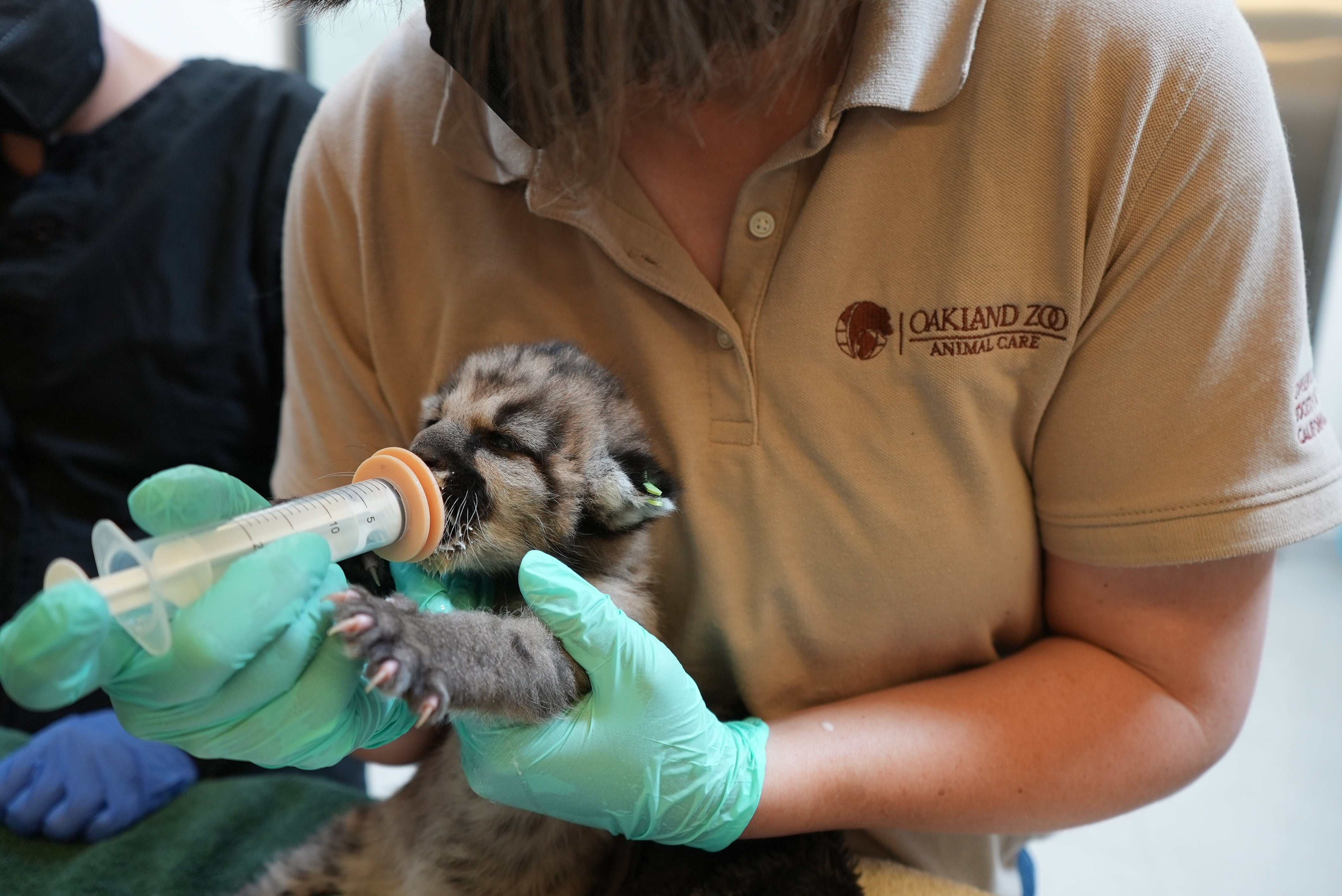 Crimson is now enjoying the around-the-clock care he’s receiving at the Oakland Zoo