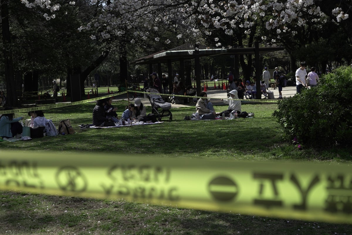Safety warning as Tokyo’s cherry blossom trees fall during viewing season