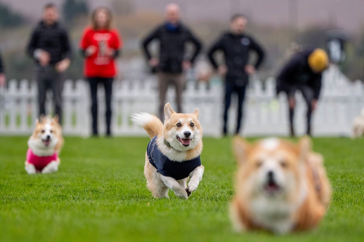 Promise of hot dogs spurs on Pembroke Welsh corgi to victory in the annual derby – UK Times Promise of hot dogs spurs on Pembroke Welsh corgi to victory in the annual derby – UK Times