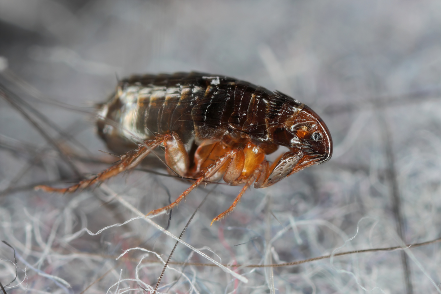 Flea-borne Typhus infections have hit record levels in LA. Here’s how to protect yourself – UK Times