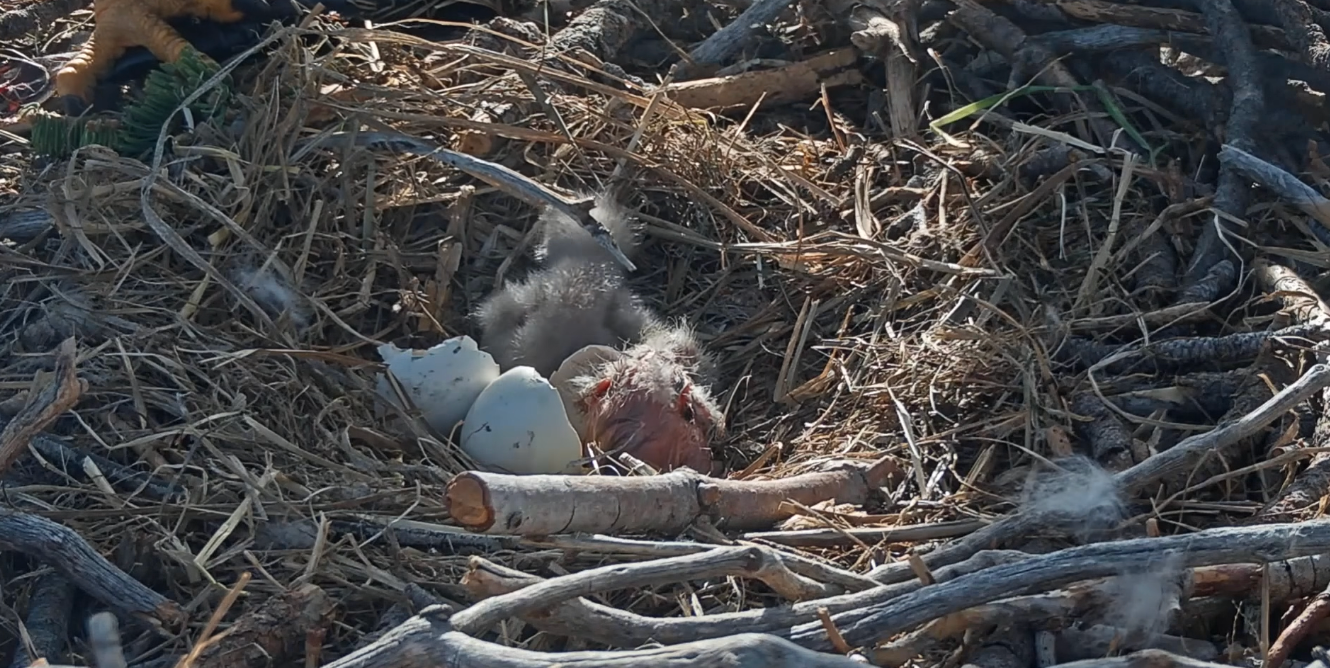 The babies can take anywhere from 24 to 48 hours to fully exit their eggs