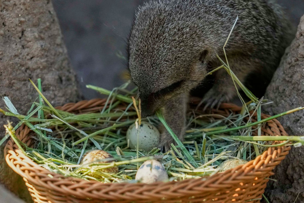 Step aside, children: A Chilean zoo stages an Easter egg hunt with treats for the animals
