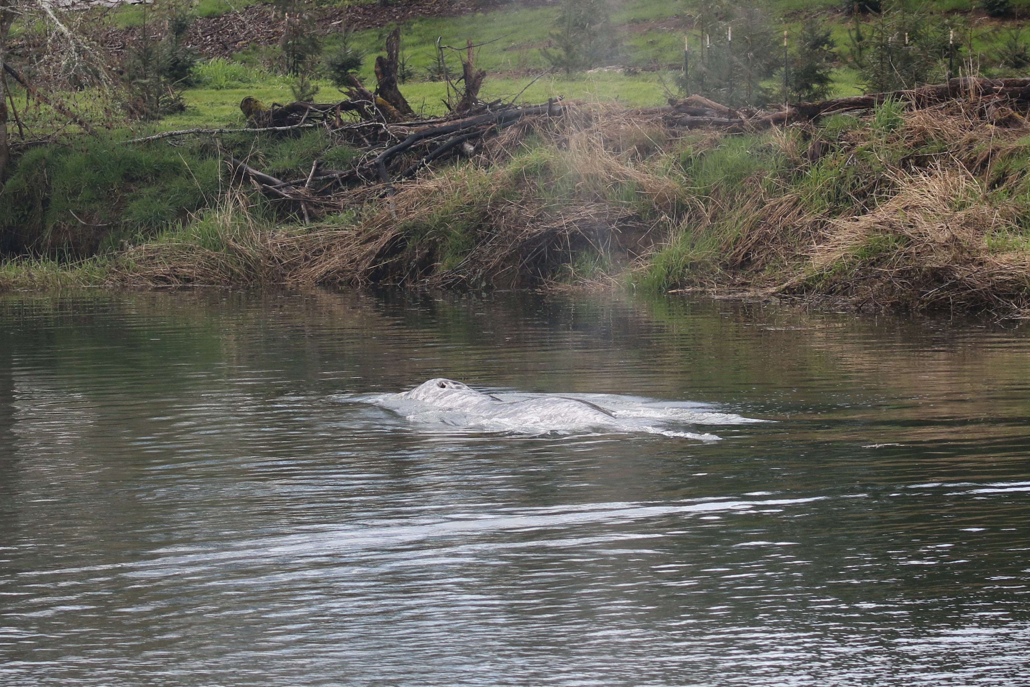 The whale was found on Saturday near Raymond, Washington, in the Willapa River, which flows into the Pacific Ocean at Willapa Bay