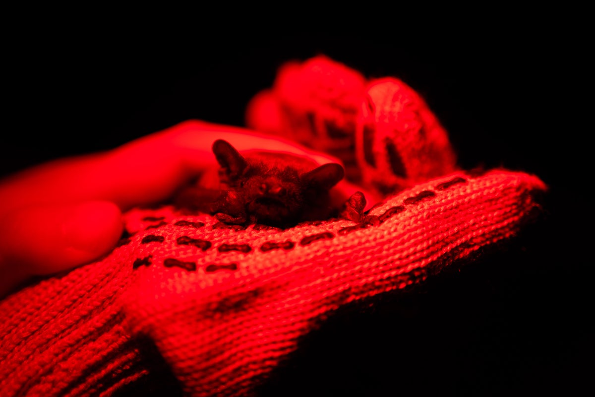 After harsh winter, Ukrainians find joy in releasing bats rescued from war – UK Times After harsh winter, Ukrainians find joy in releasing bats rescued from war – UK Times