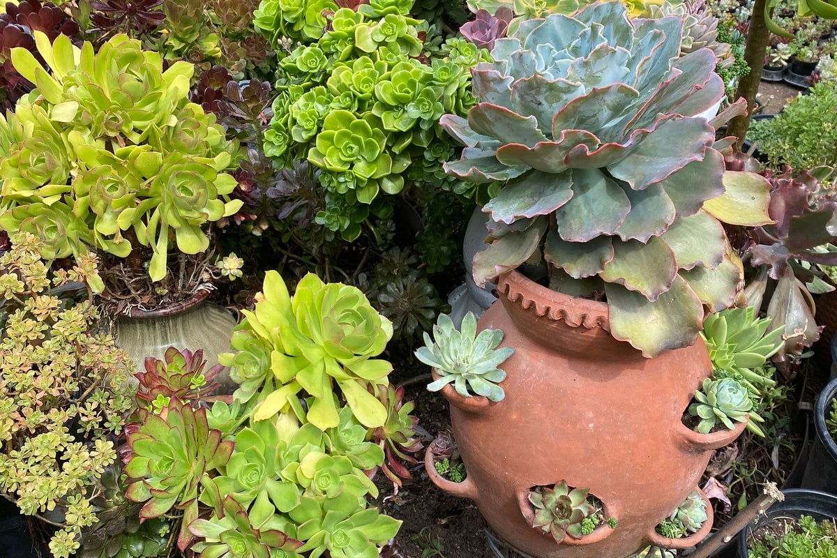 Strawberry pots aren't just for the fruit. Its 'windows' make for striking, efficient displays