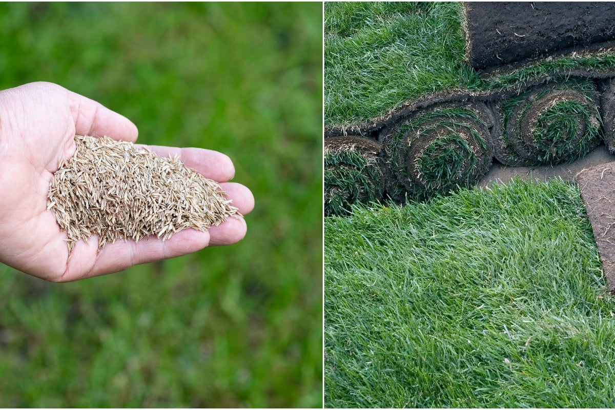 Turf vs seed: which is the best option for you? Turf vs seed: which is the best option for you?