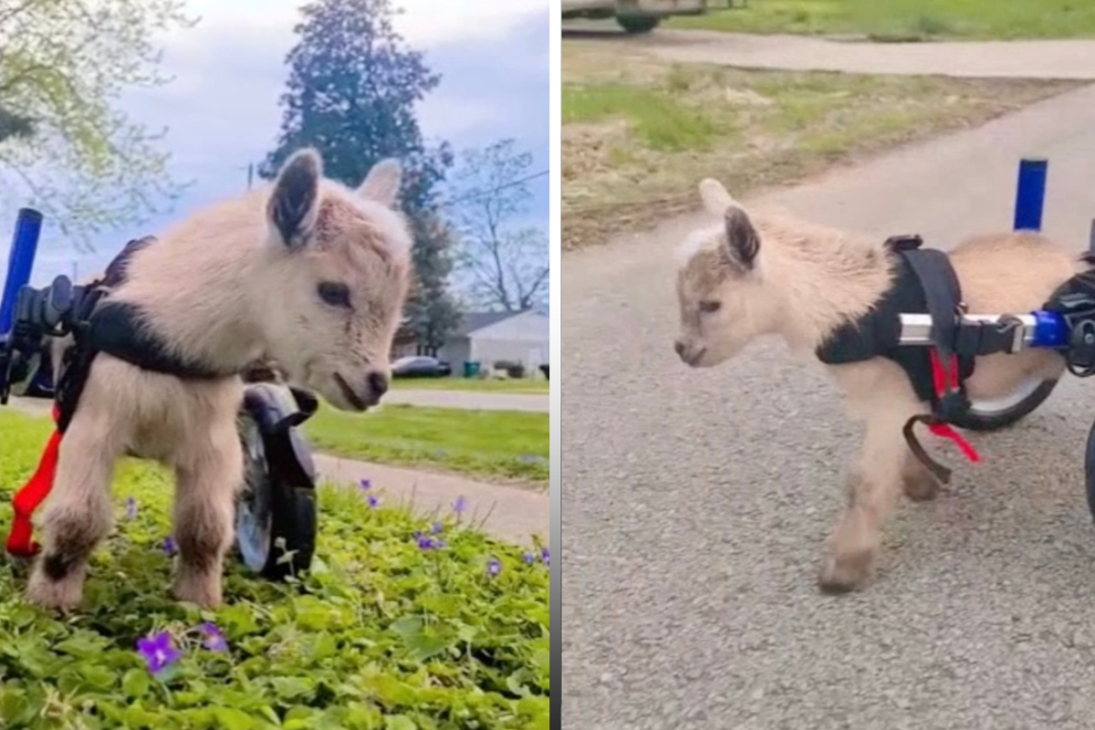 Special needs baby goat walks with custom wheelchair after being born with deformities