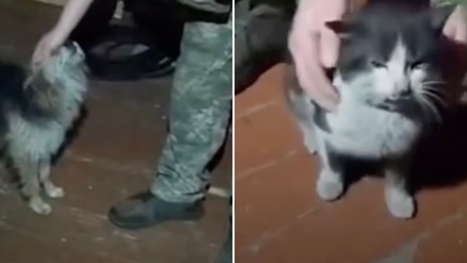 Ukrainian troops fly cat and dog more than seven miles by drone to evacuate them from front line