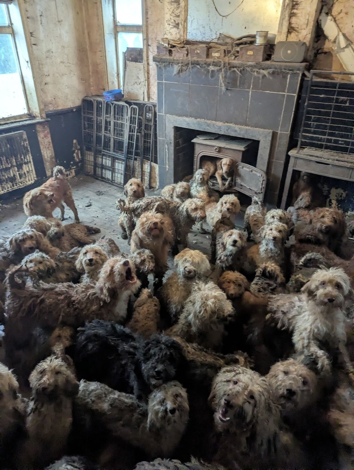 More than 250 dogs crammed in single property found in devastating rescue