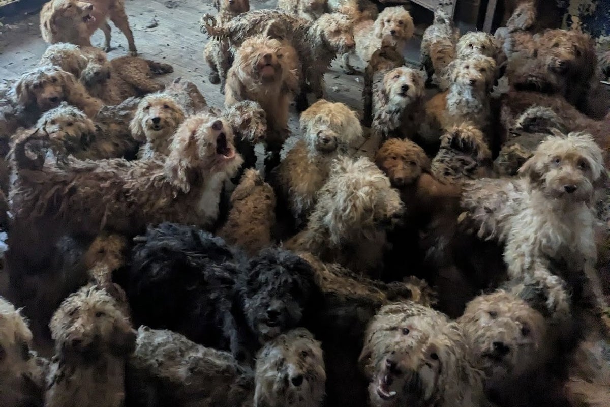More than 250 dogs crammed in single property found in devastating rescue