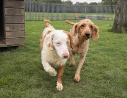 Two of the dogs who were among the 250 found in the recent multi-animal rescue are Stevie and Sandy