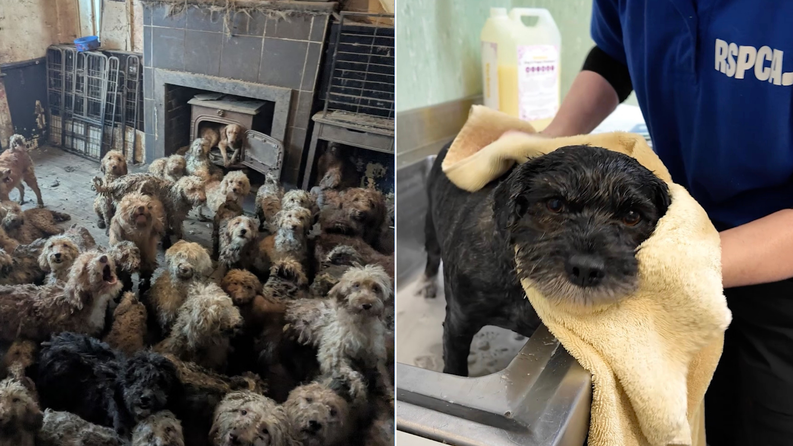 https://static.independent.co.uk/2026/04/08/16/54/Hundreds-of-dogs-found-in-a-dirty-home-now-unrecognisable-after-RSPCA-rescue.png?trim=0,125,0,125&width=1200&height=800&crop=1200:800