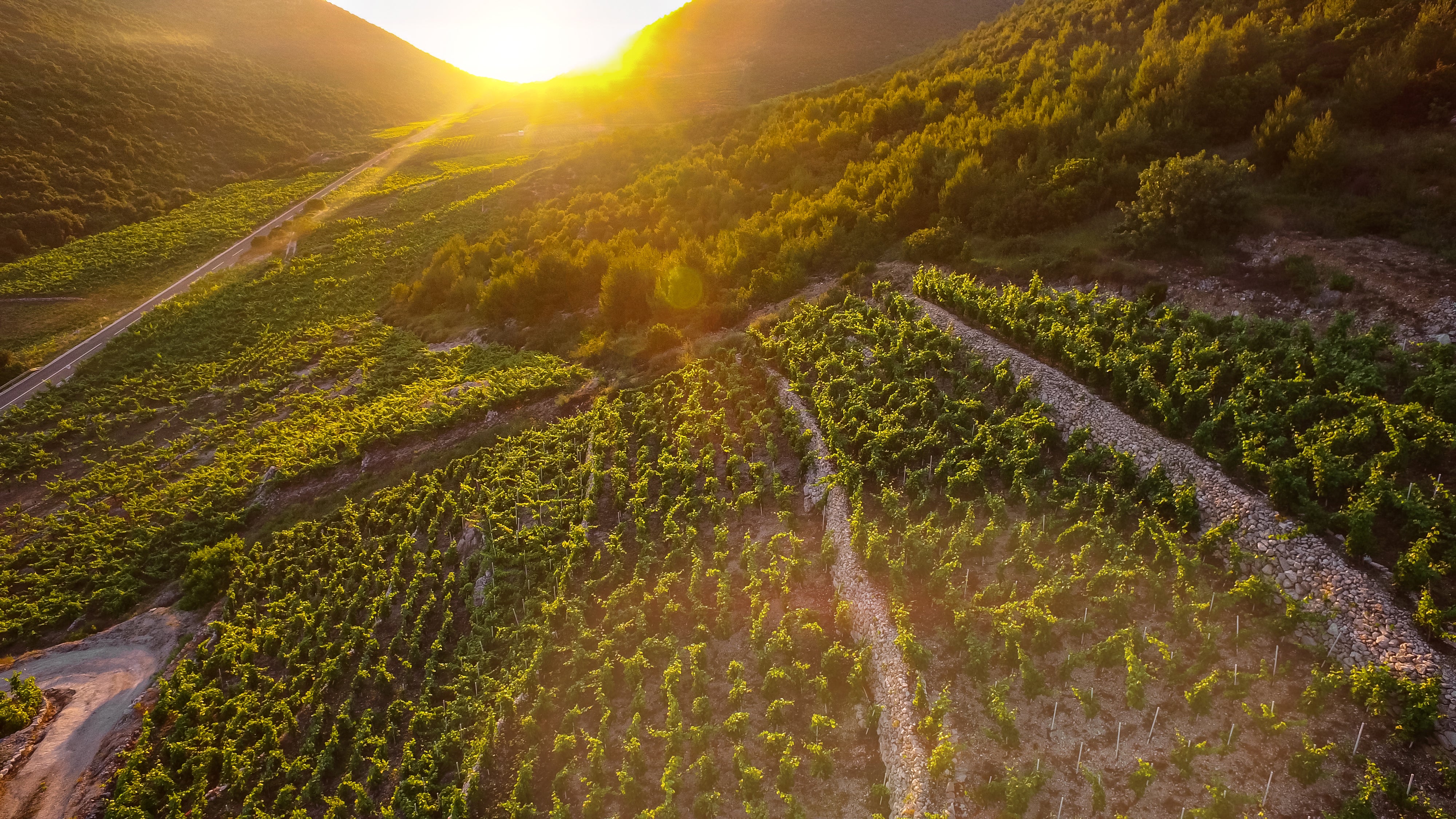 The beautiful vineyards of the Pelješac peninsula yield full-bodied reds