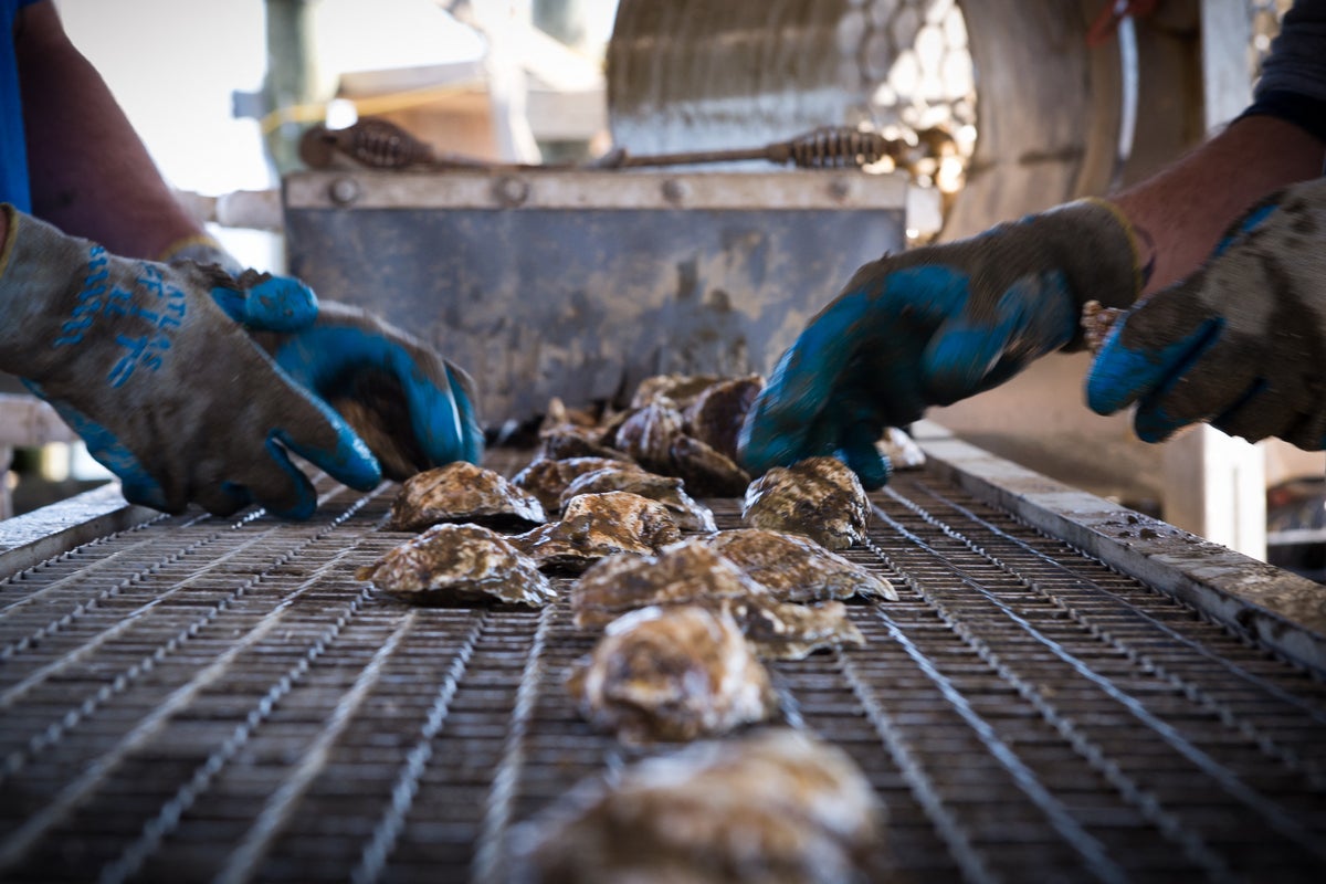 Oysters could be in short supply as harsh winter decimated farming efforts along Long Island – UK Times Oysters could be in short supply as harsh winter decimated farming efforts along Long Island – UK Times