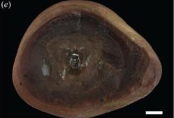 Scientists baffled after world's 'oldest' octopus turns out to not be an octopus at all