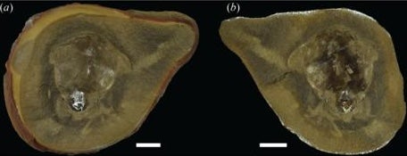 Сканирование выявило структуры, похожие на зубы, что исключило возможность того, что окаменелость принадлежала осьминогу.