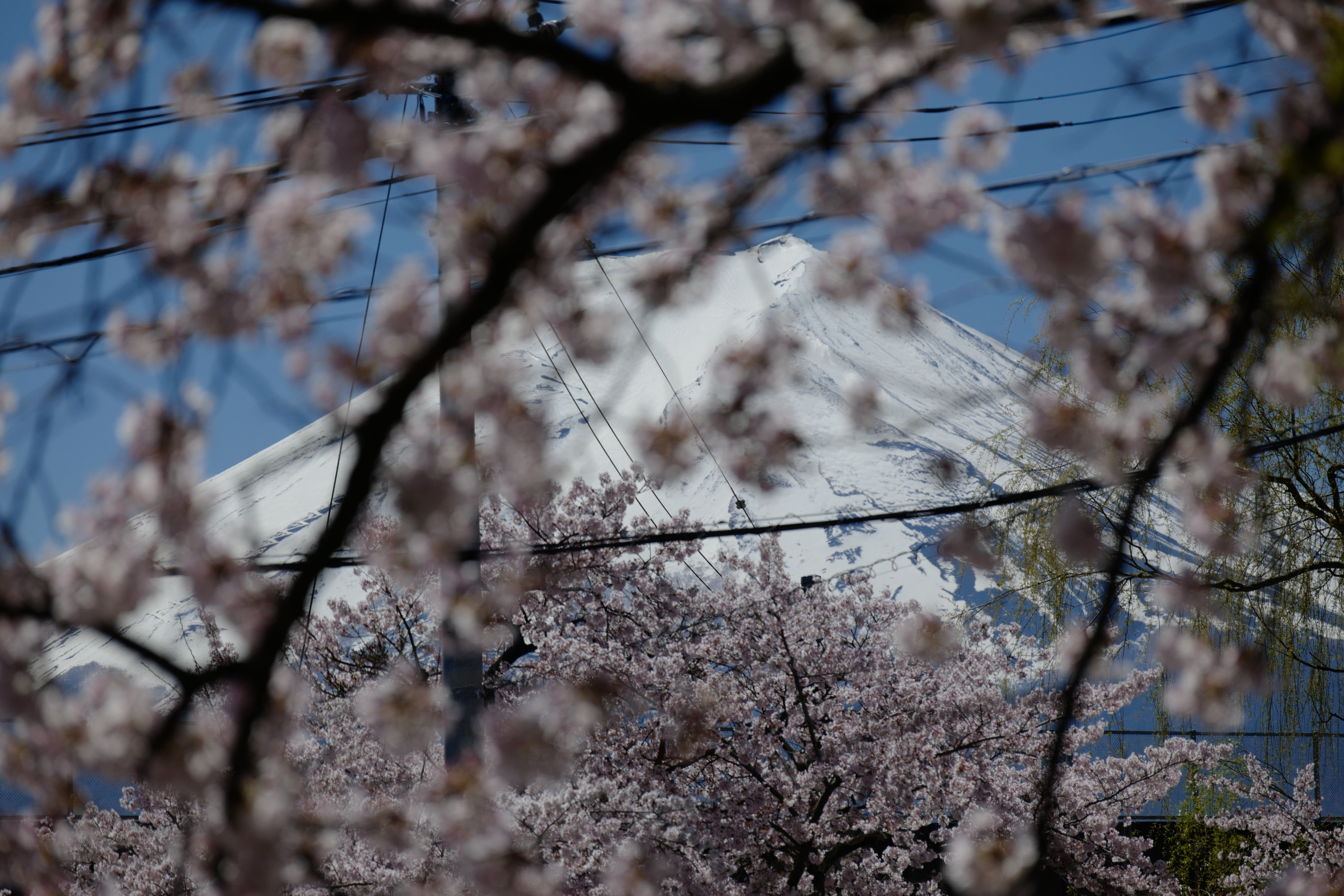 Mount Fuji is seen through cherry blossoms in Arakurayama Sengen Park in Fujiyoshida, west of Tokyo