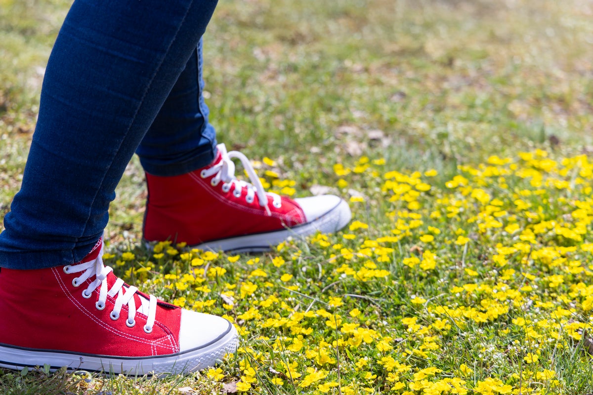 This common wildflower has become a promising source to fight antibiotic-resistant infections