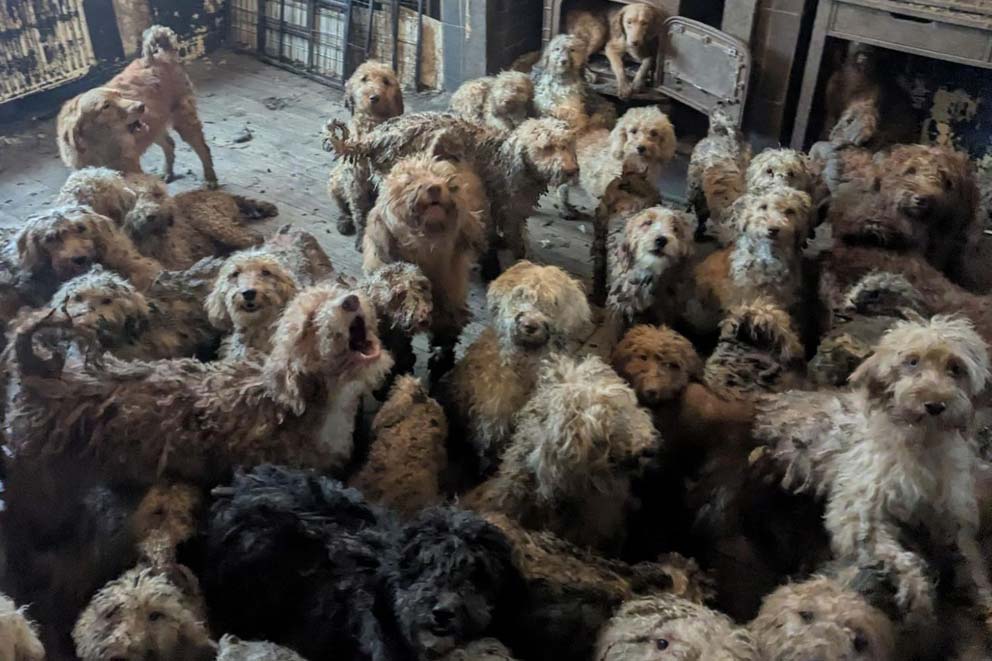 When rescuers arrived, they found so many dogs they nearly filled the room.
