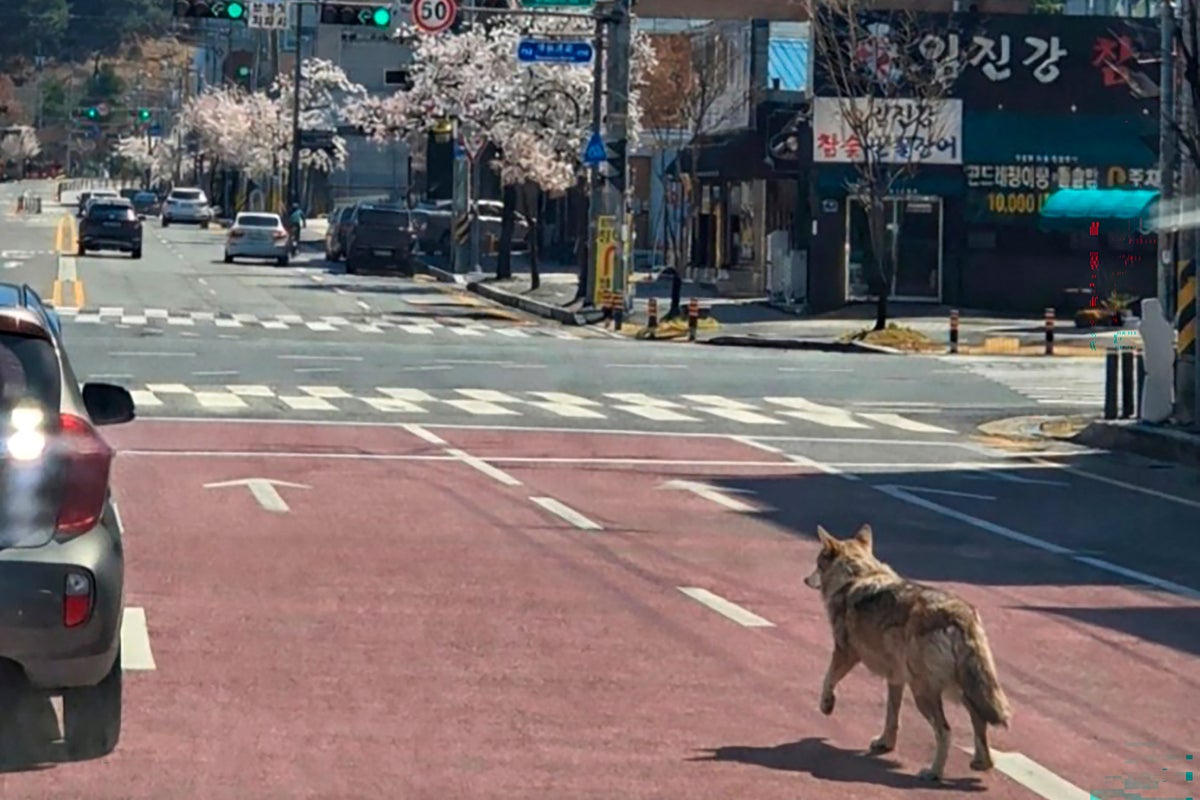 Wolf on the loose forces school to close as military joins the hunt
