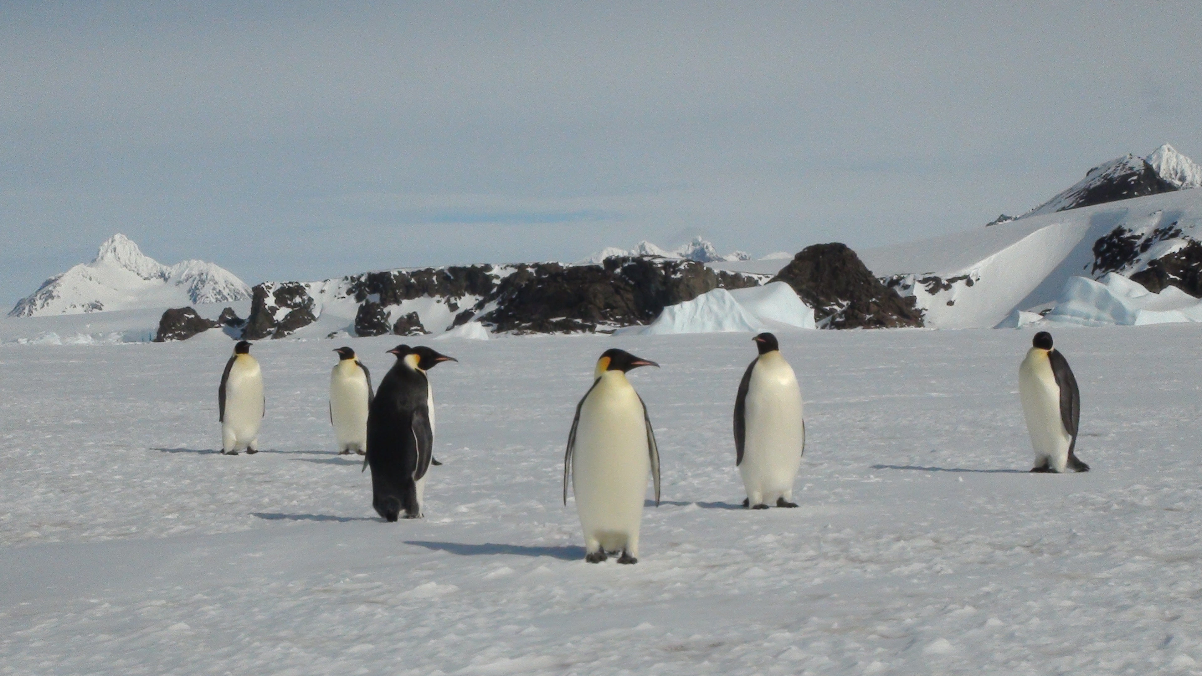 Emperor penguins on Rothschild island