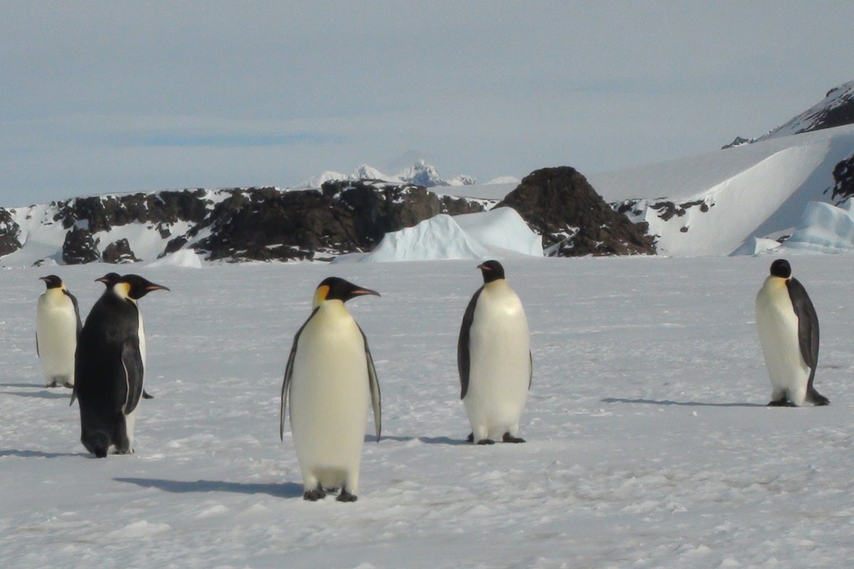 Two species facing the threat of extinction due to climate change