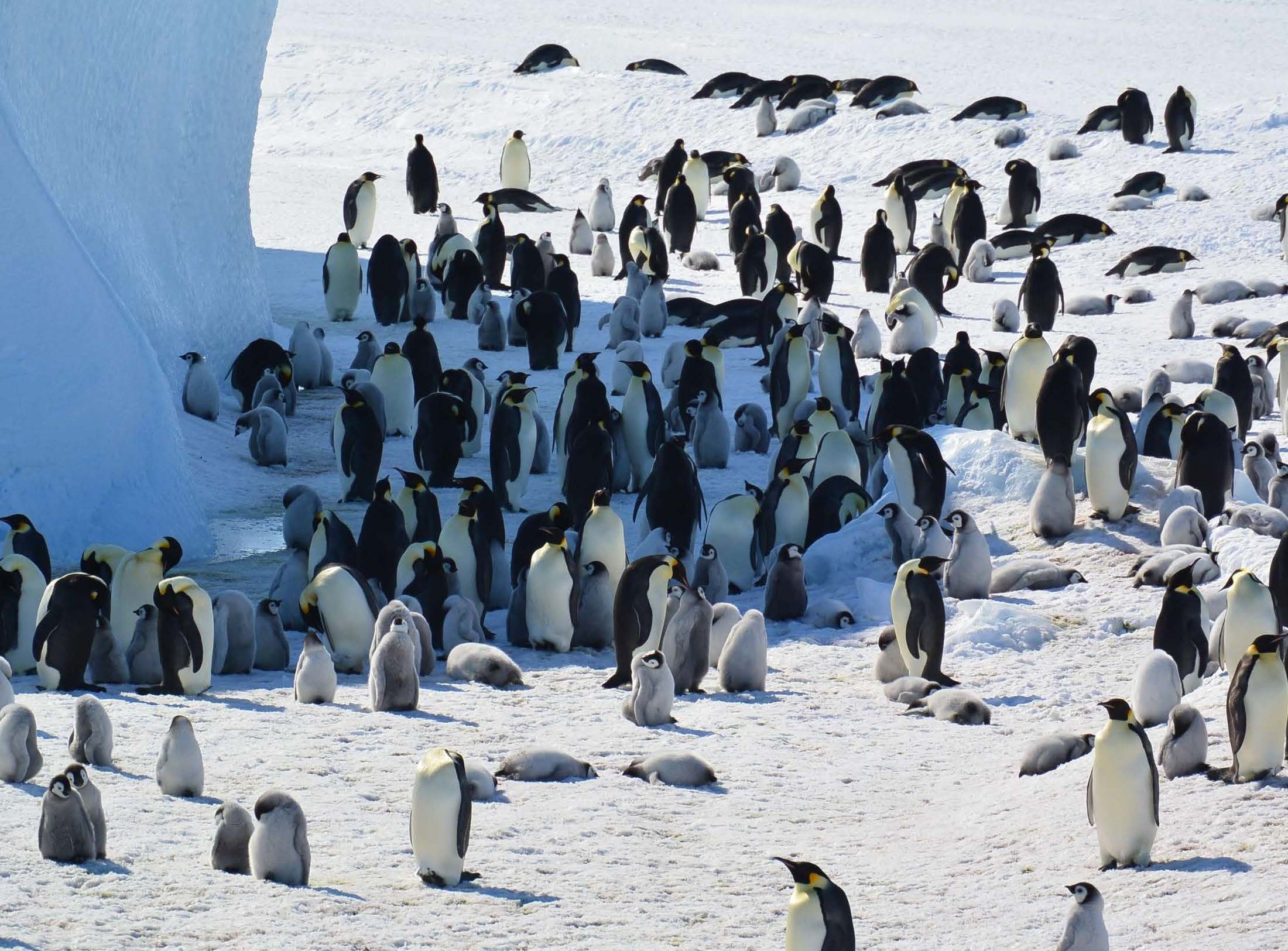 Emperor penguin chicks on Rothschild island