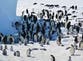 Emperor penguins and fur seals face extinction in devastating climate update