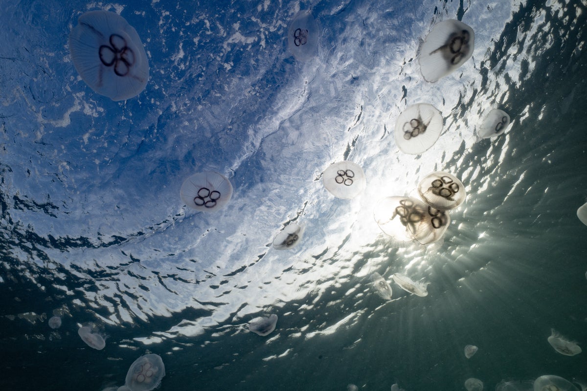 Tourists warned after dozens of venomous jellyfish appear on Phuket beach – UK Times Tourists warned after dozens of venomous jellyfish appear on Phuket beach – UK Times