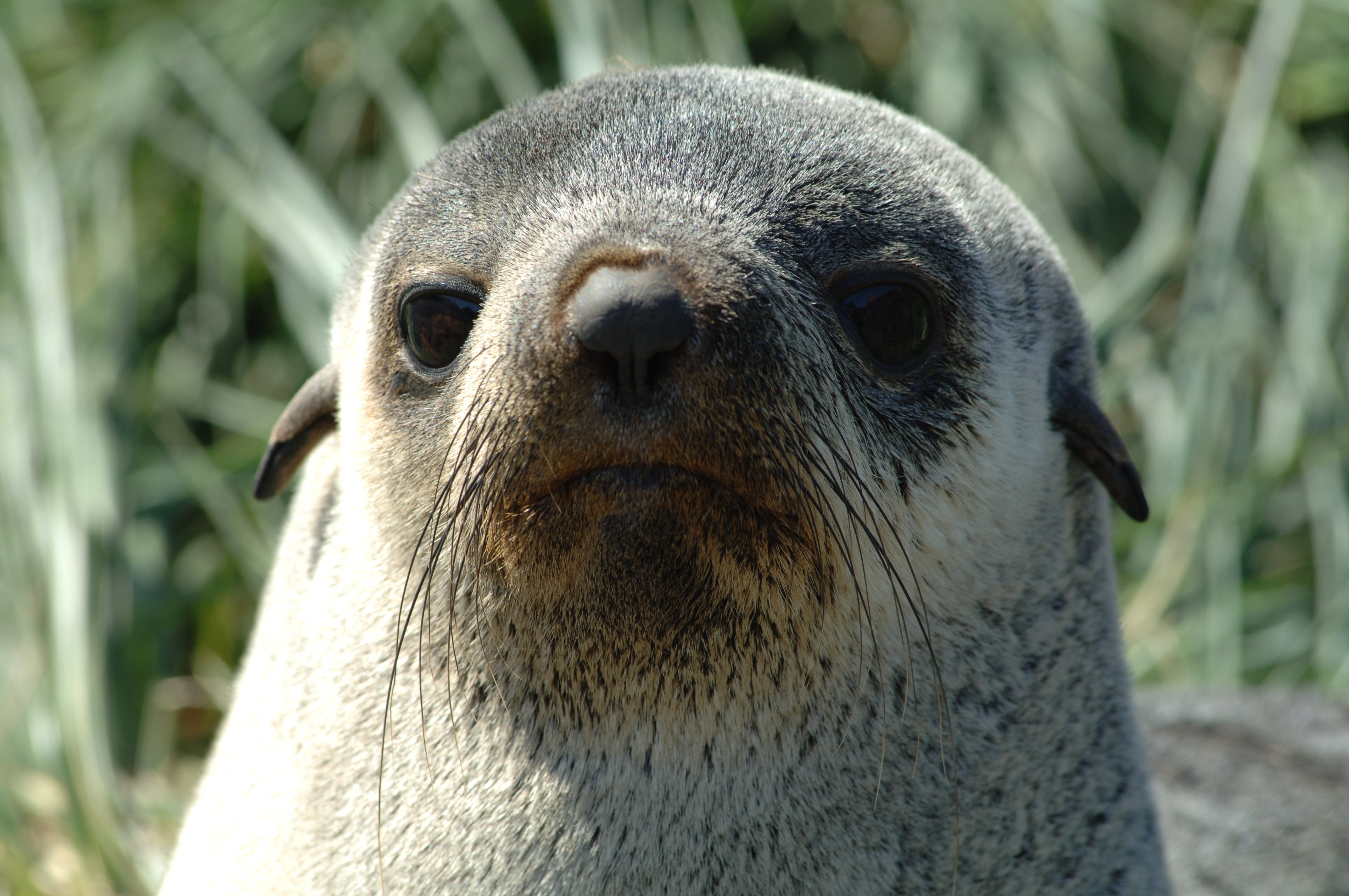 Antarctic fur seal populations have dramatically declined