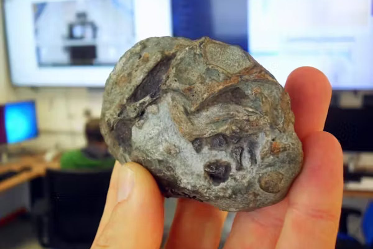 250-million-year-old fossil embryo reveals survival secrets of ancient mammal ancestors 250-million-year-old fossil embryo reveals survival secrets of ancient mammal ancestors